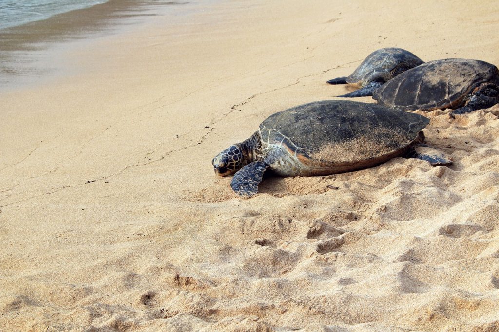 Tartarughe Caretta caretta a Capoportiere - Tartarughe