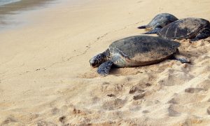 Tartarughe Caretta caretta a Capoportiere - Tartarughe