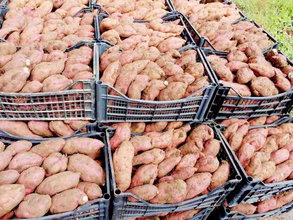 Caimbelle patate dolci - alcune patate al mercato