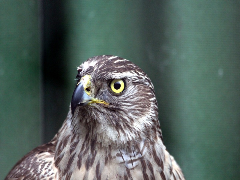 Falco Di Palude specie protetta Wwf Salento