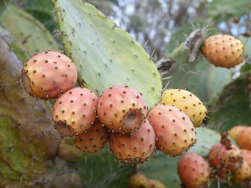 Cactus Dei Fichi D'india
