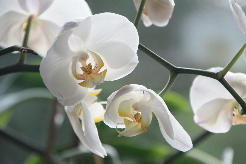 Orchidea narrata da Karkade