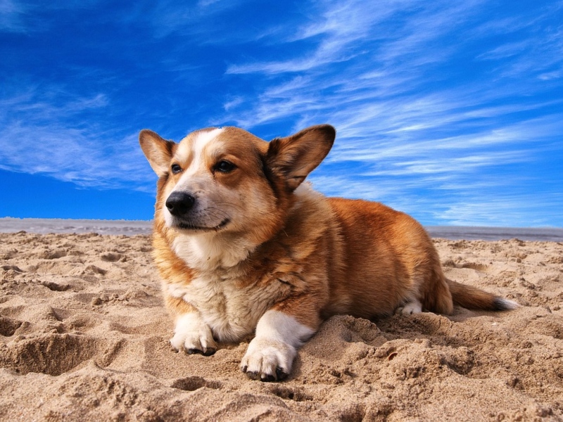 Cane sulla sabbia
