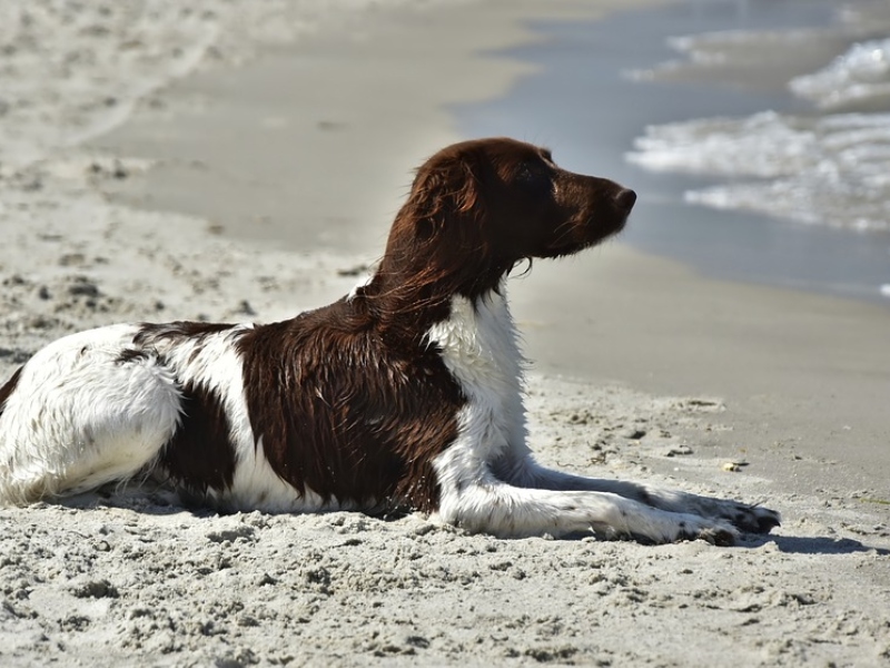 Dog Beach In Salento 