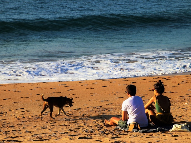 Dog Beach In Salento