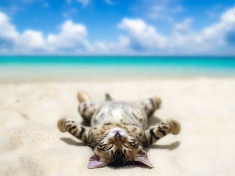 Gatto che gioca sulla sabbia