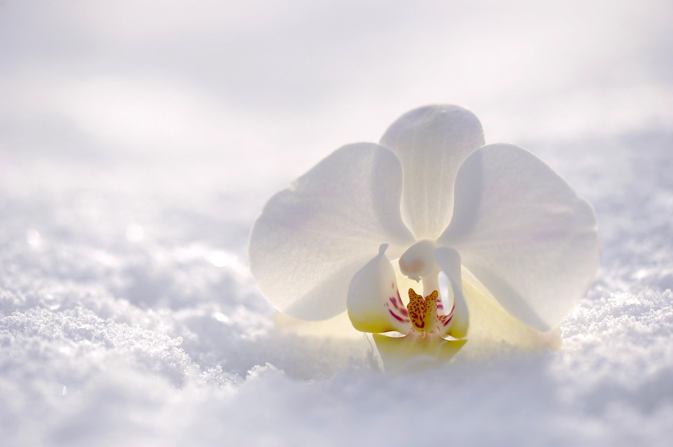 Orchidea bianca della sposa