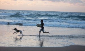 spiagge dog-friendly - Cane In Spiaggia