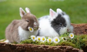 Coniglietti con fiori