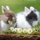 Coniglietti con fiori