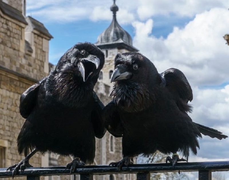 Corvi della Torre di Londra