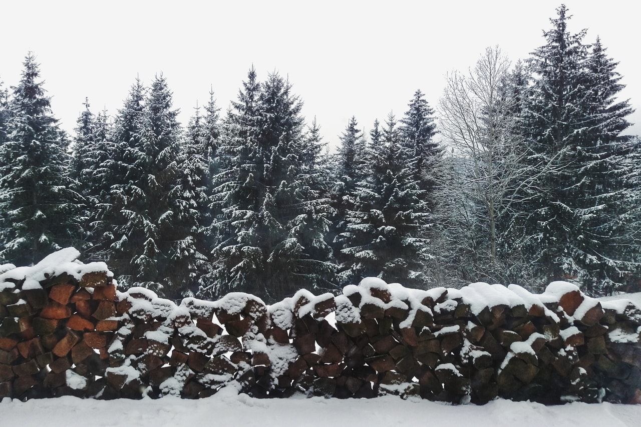 Gli alberi di Natale abeti sotto la neve