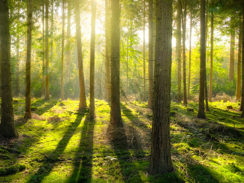 Londra è il primo parco nazionale urbano-Richmond park