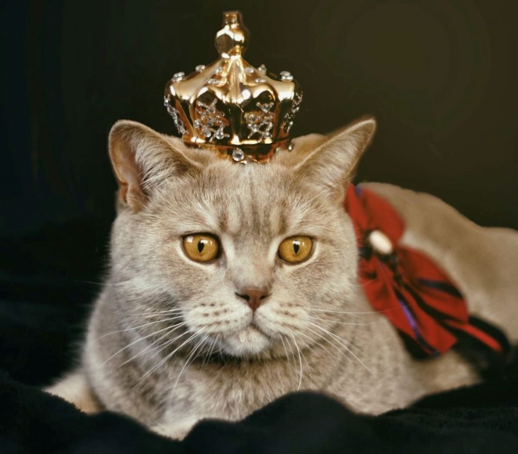Come scrivere ai reali-Il Gatto Di Elisabetta