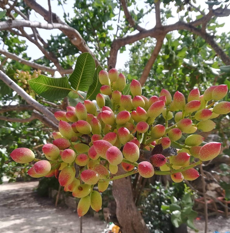FastucUP - Frutti sull'albero