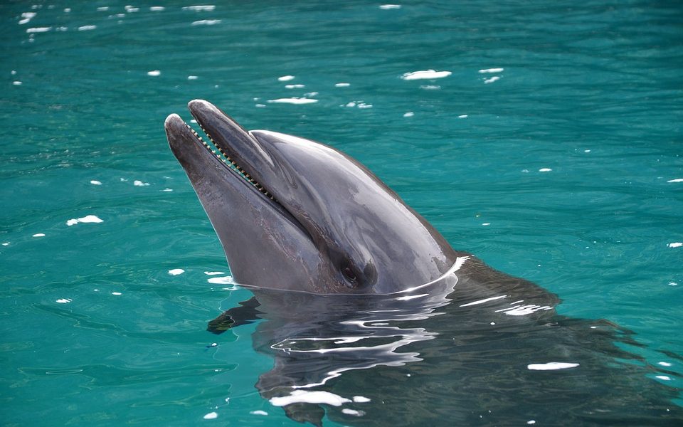 Animali rari nel Tamigi - Delfino che emerge