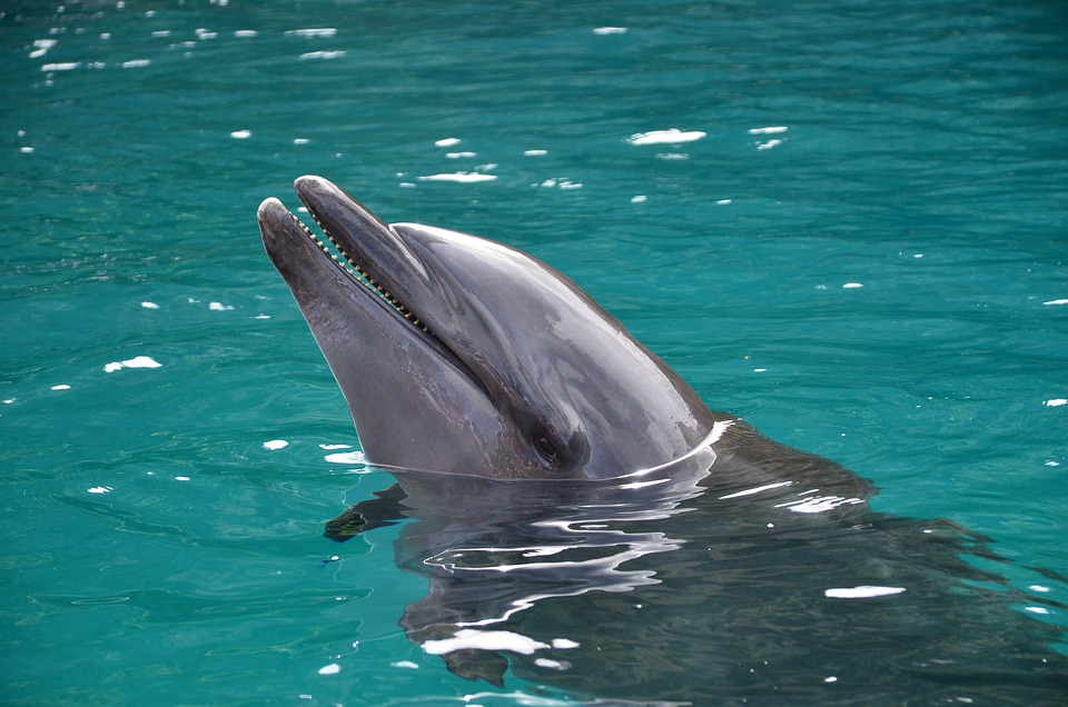 Animali rari nel Tamigi - Delfino che emerge