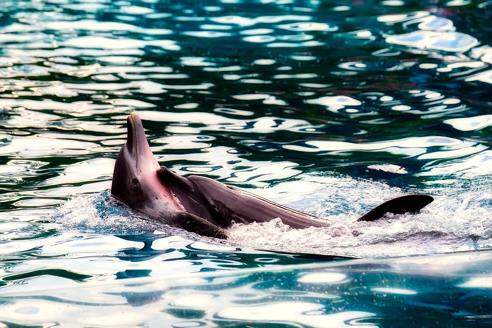 animali rari nel Tamigi - Specie Di Delfino a pelo d'acqua