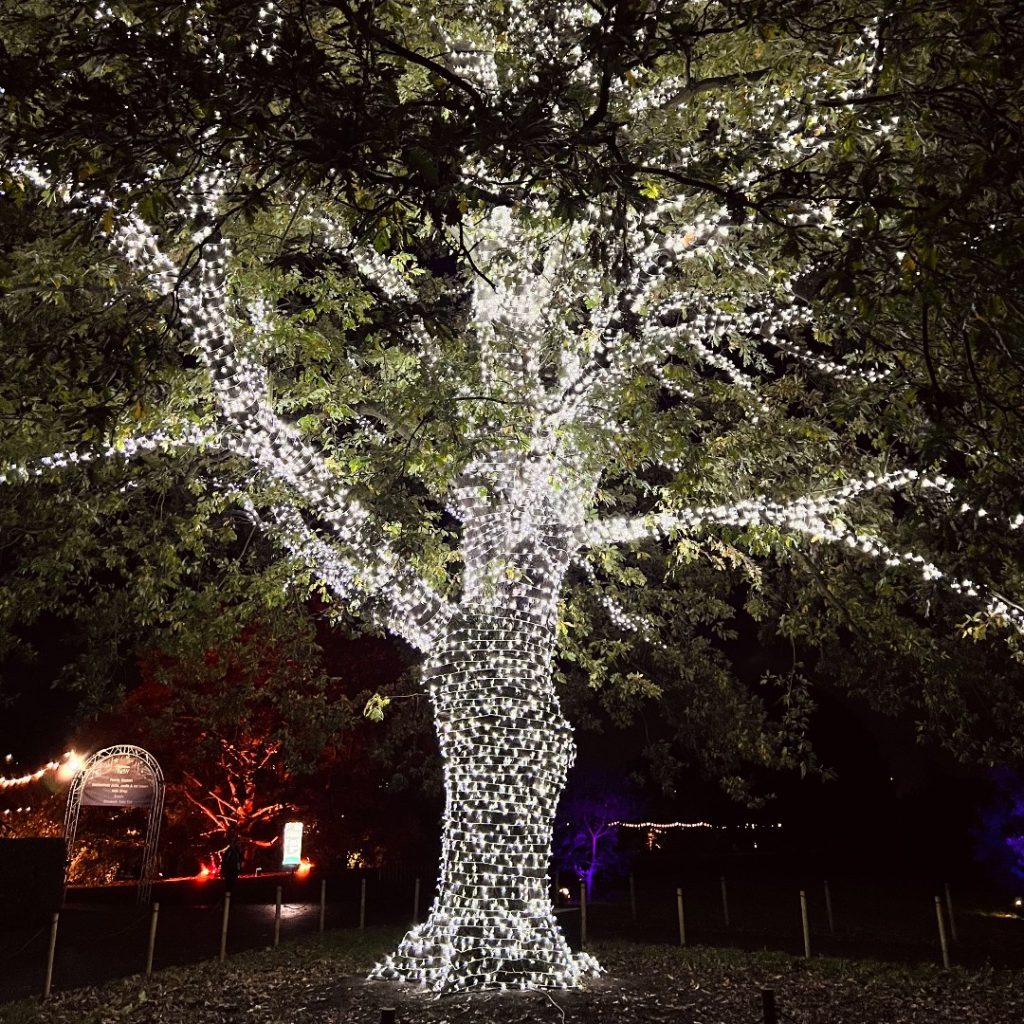 Albero Luci