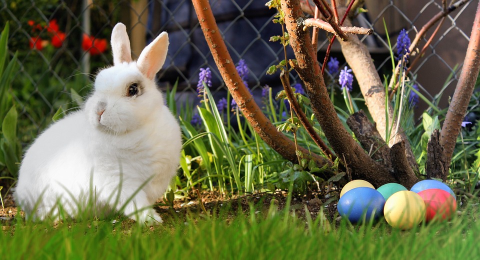 Coniglio Pasqua