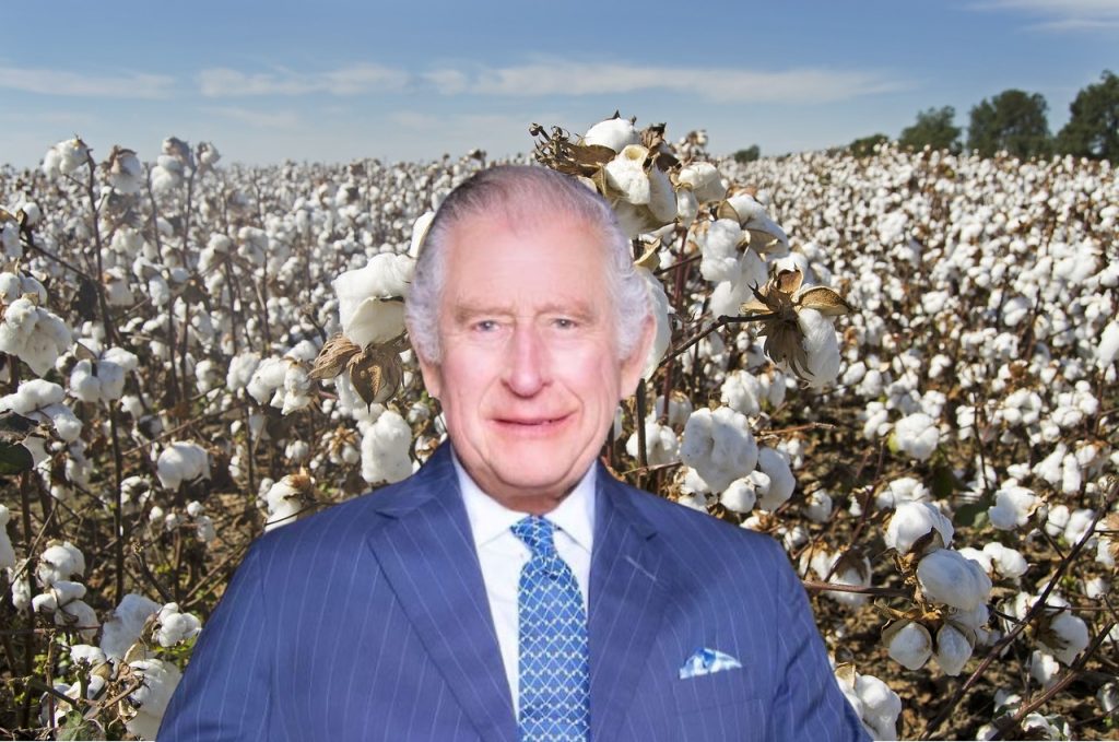 Re Carlo e le piantagioni di Cotone in Puglia - Cotone