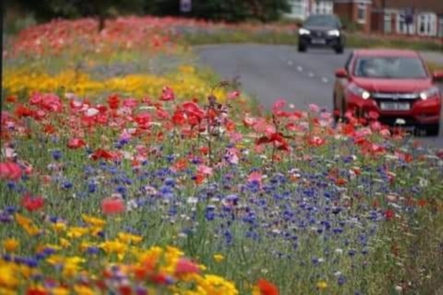 Fiori a Rotherham - Fiori Selvatici