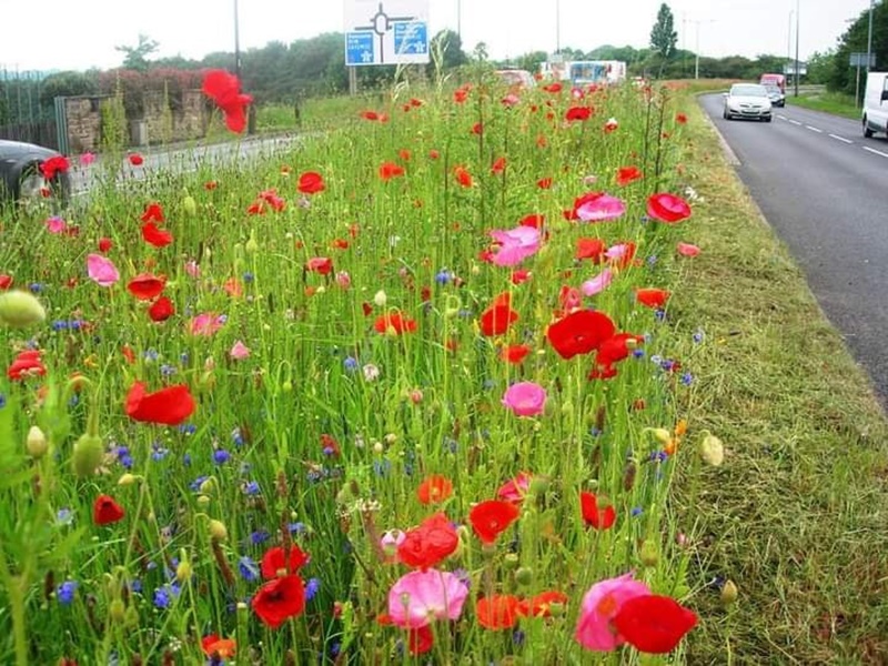 Fiori a Rotherham - 13 km di fiori