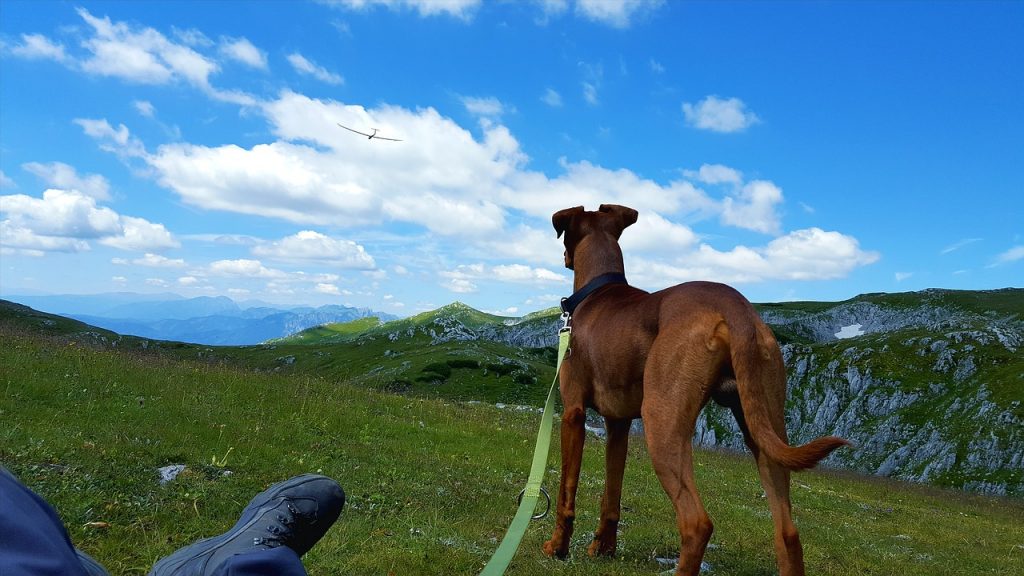 volare con cani e gatti dall'Italia a Los Angeles -cane che guarda aereo