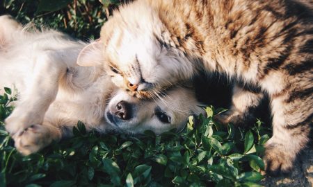 Cimitero degli animali. Un cane e un gatto si fanno le fusa sdraiati su un prato