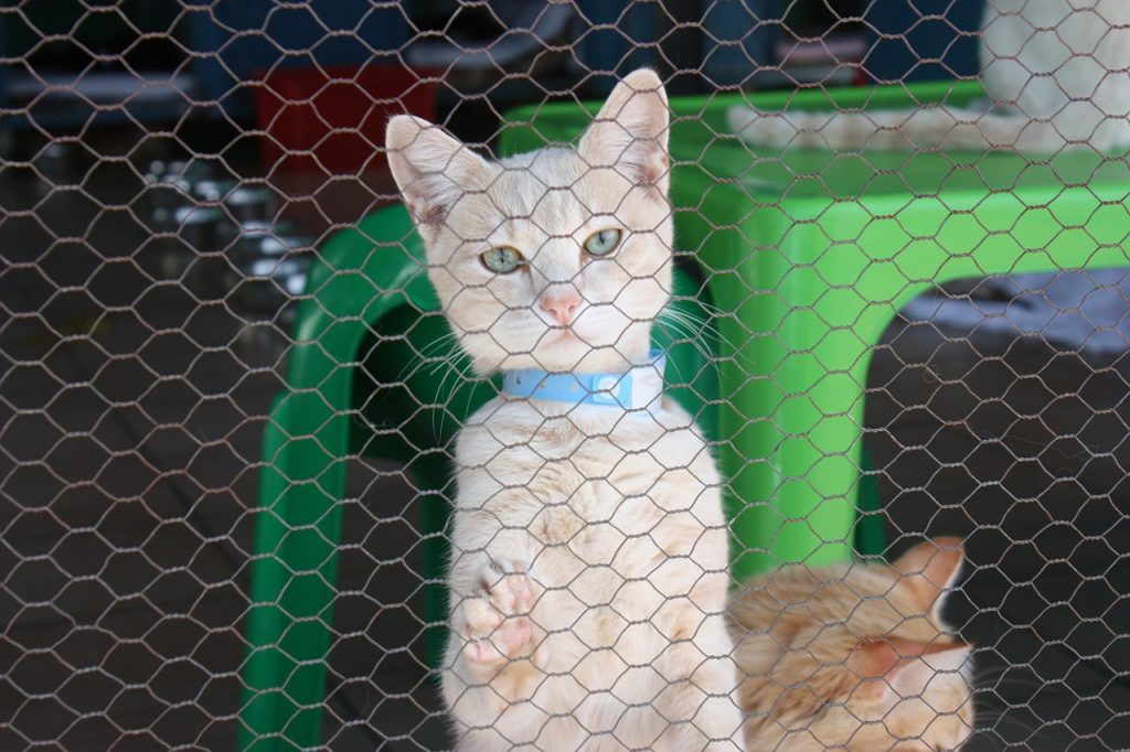 Cimitero degli animali. Un gatto dietro la rete di un gattile che, sollevato sulle zampe, guarda verso l'esterno della recinzione