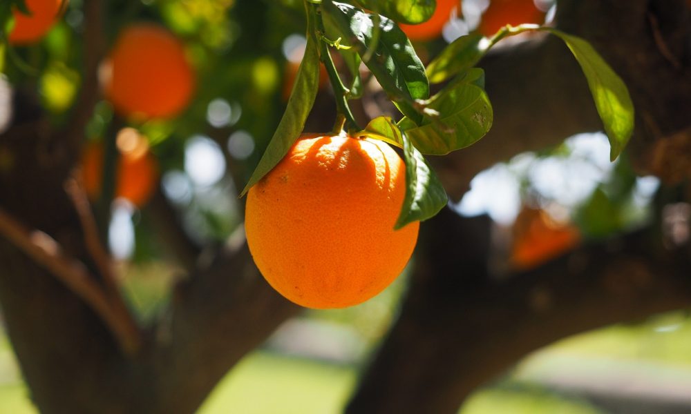 Fallen fruit. Albero d'aranci
