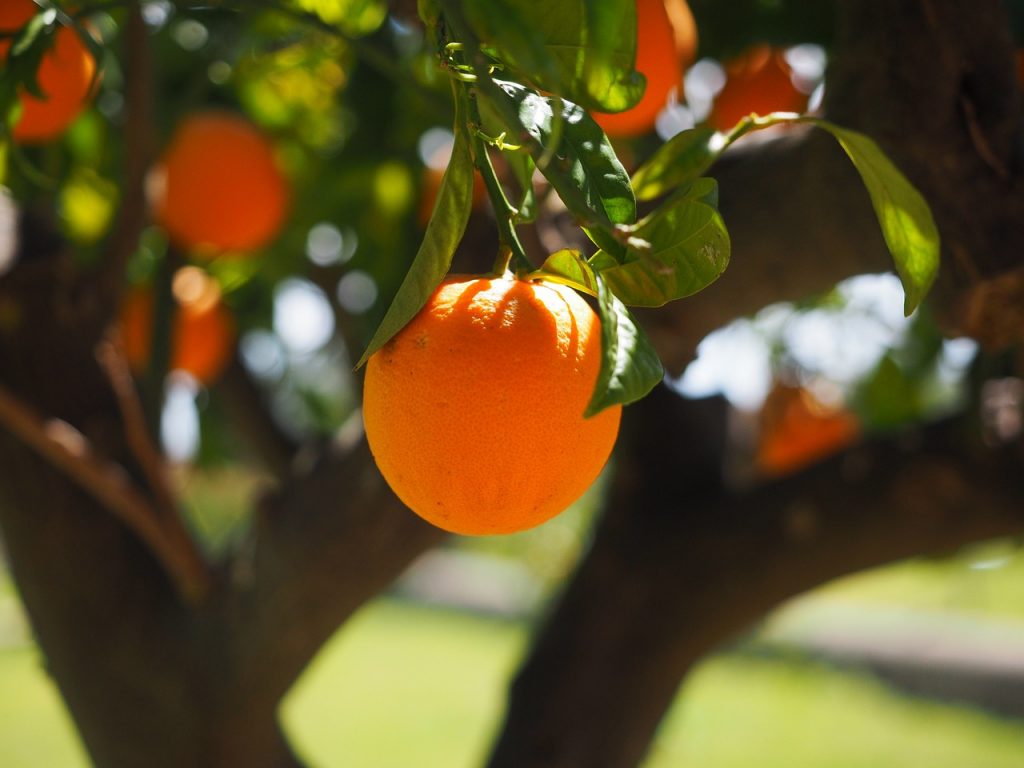 Fallen fruit. Albero d'aranci