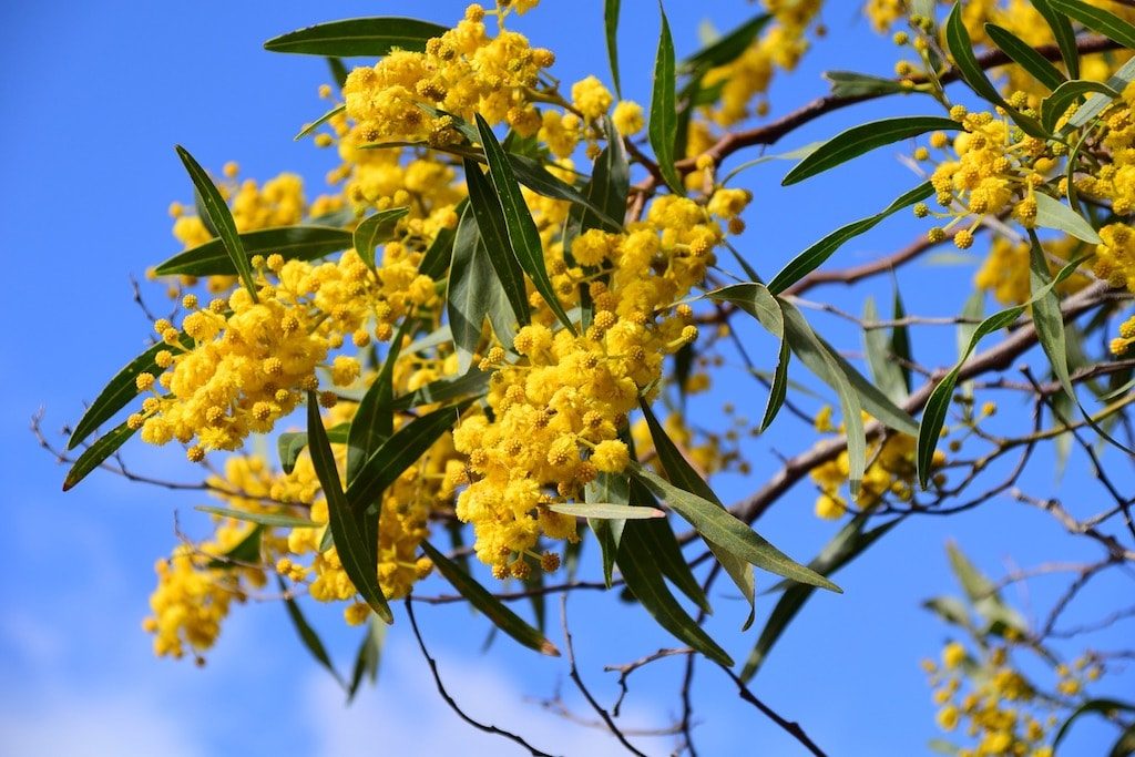 Festa della donna - foto della mimosa, simbolo della festa in Italia