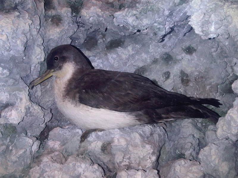 Action for bird protection: la Yelkouan shearwater