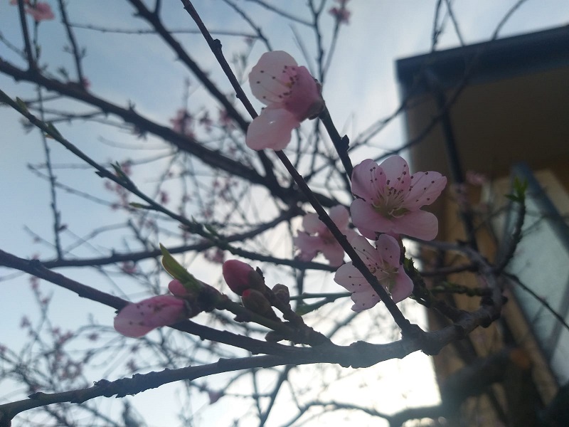 Primavera