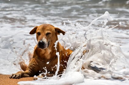 spiagge dog-friendly -un cane in acqua
