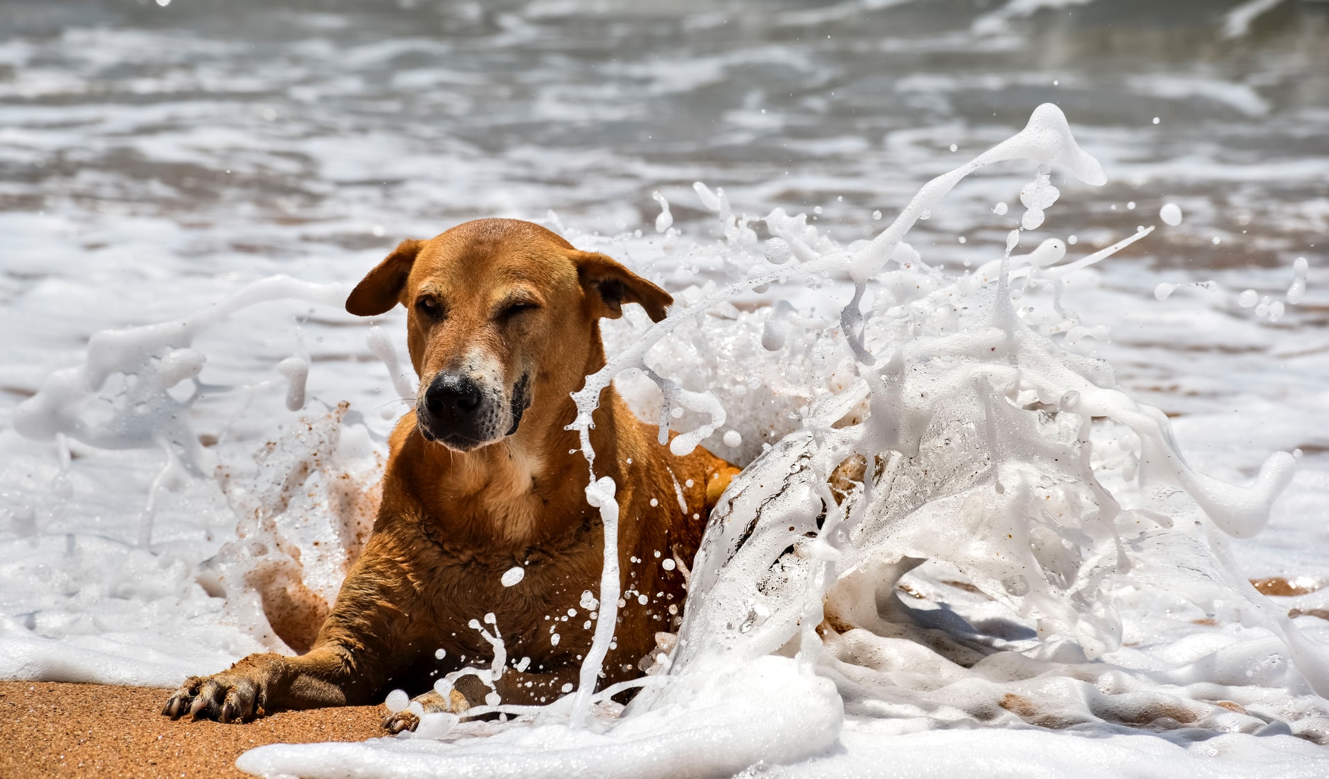 spiagge dog-friendly -un cane in acqua