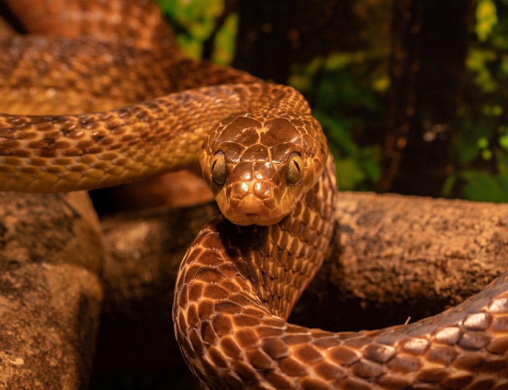 guida animali