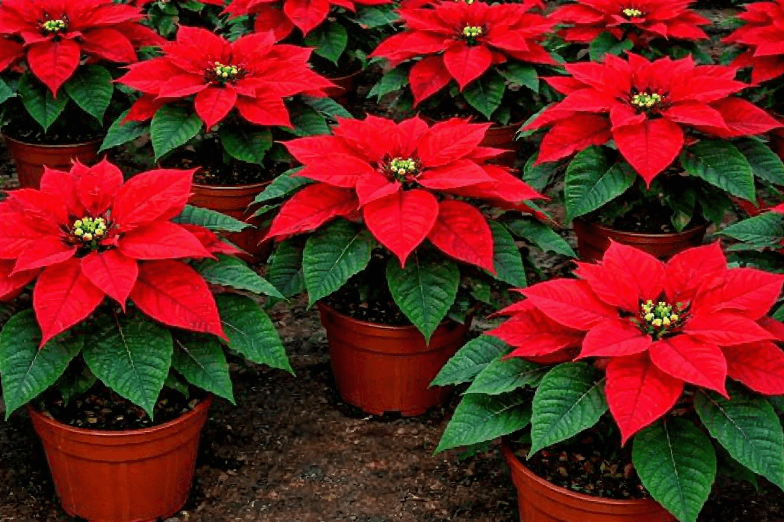 Stelle Di Natale Artificiali, Cespugli Di Stelle Di Natale, Fiori Di Seta Finti Decorativi Bouquet Di Velluto Per Tavola Di Casa 98904115