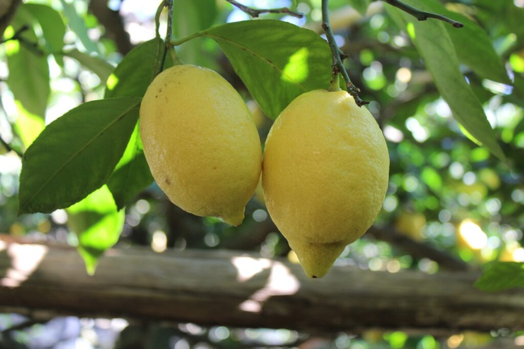 Limoncello - Arbol Limones