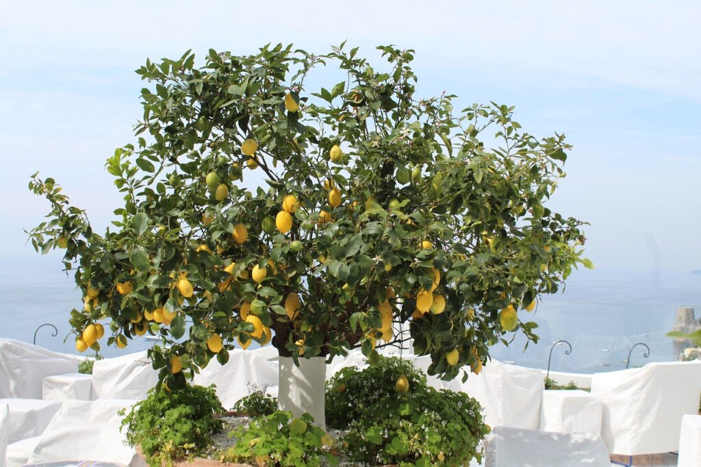 limões de Amalfi - arbol De Limones