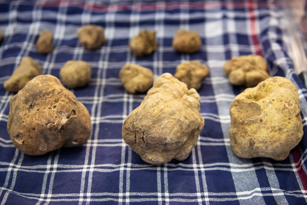 trufa branca - Mantel Azul Con Tartufo