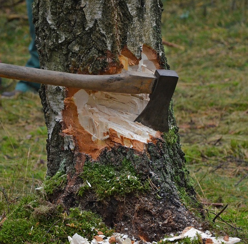 l'accettura - Scure conficcata nell'albero da abbattere