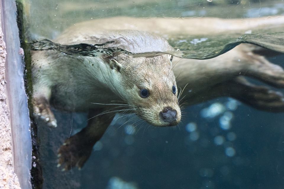 la lontra - una lontra che si immerge in acqua