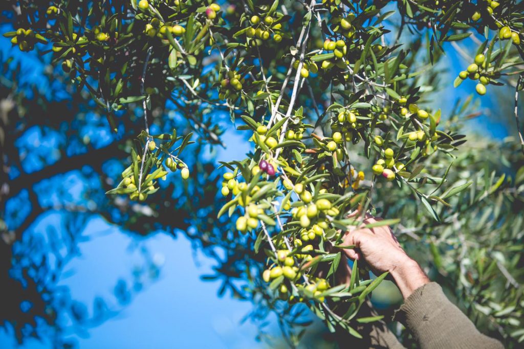 Olio lucano - Olive Lucane da cogliere