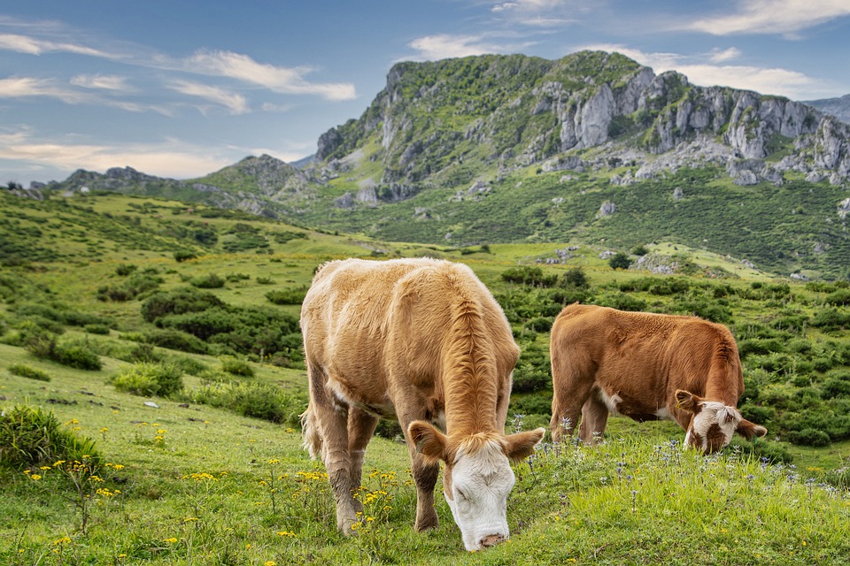 Yogurt lucano il migliore d’Italia - Mucche al pascolo