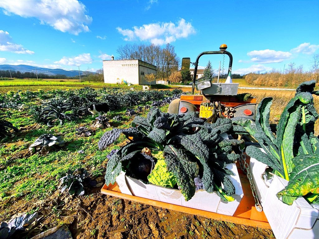 Terroni - Verdure appena raccolte