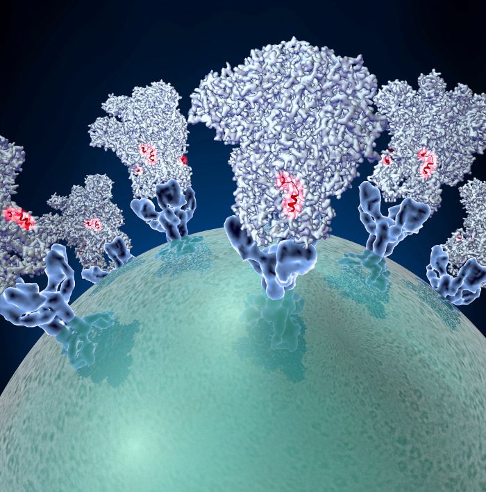 Virus