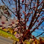 Giochi di colori: quando la primavera arriva in tutto il suo splendore