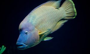 Un pesce fotografato per un concorso subacqueo